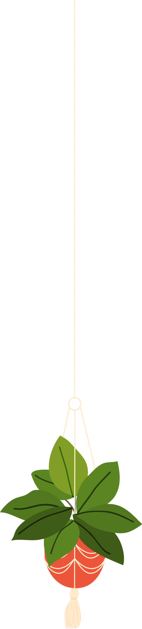 סחלב פלנופסיס מיני - ענף 1